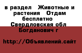  в раздел : Животные и растения » Отдам бесплатно . Свердловская обл.,Богданович г.